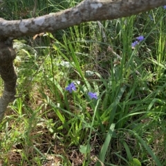 Aristea ecklonii (Blue Stars) at Salamander Bay, NSW - 18 Sep 2023 by UserKC