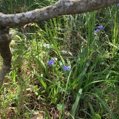 Aristea ecklonii (Blue Stars) at Salamander Bay, NSW - 19 Sep 2023 by UserKFowGPdG