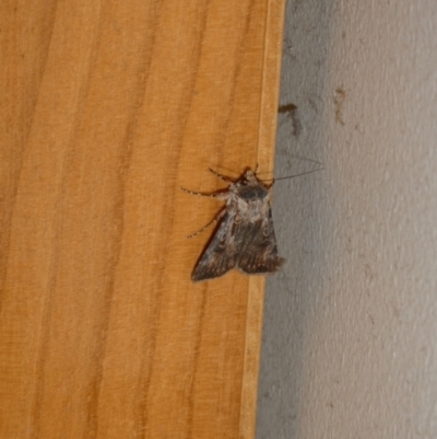 Agrotis munda (Brown Cutworm) at Curtin, ACT - 16 Sep 2023 by arjay