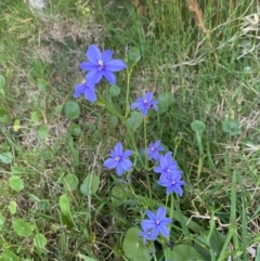 Aristea ecklonii (Blue Stars) at Salamander Bay, NSW - 18 Sep 2023 by UserKC