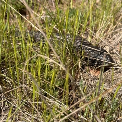 Tiliqua rugosa (Shingleback Lizard) at Mount Ainslie - 19 Sep 2023 by Winston