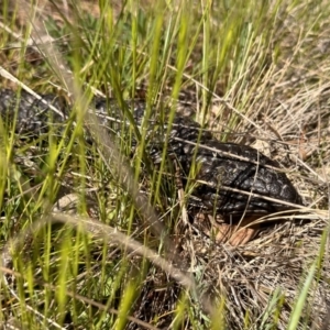 Tiliqua rugosa at Ainslie, ACT - 19 Sep 2023 10:18 AM