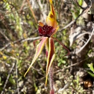Caladenia actensis at suppressed - suppressed