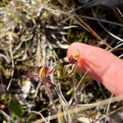 Caladenia actensis at suppressed - suppressed