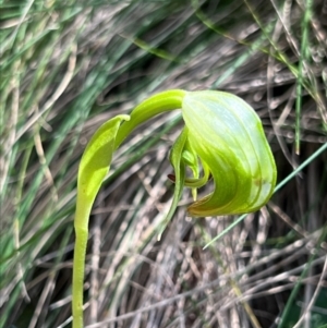 Pterostylis nutans at Coree, ACT - 18 Sep 2023