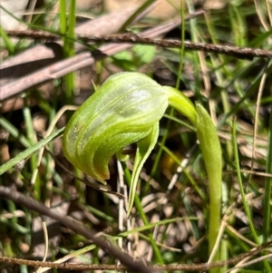 Pterostylis nutans at Coree, ACT - 18 Sep 2023