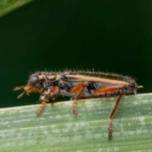 Lemidia subaenea at Murrumbateman, NSW - 19 Sep 2023 08:20 AM