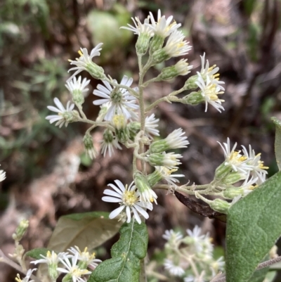 Olearia lirata (Snowy Daisybush) at Mallacoota, VIC - 9 Sep 2023 by AnneG1