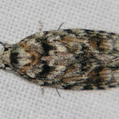 Agriophara (genus) (A Gelechioid moth (Stenomatinae)) at Sheldon, QLD - 10 Aug 2007 by PJH123