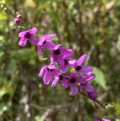 Tetratheca labillardierei (Glandular Pink-bells) at Mallacoota, VIC - 9 Sep 2023 by AnneG1