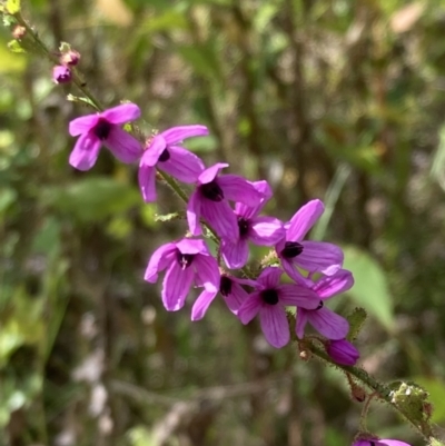 Tetratheca labillardierei (Glandular Pink-bells) at Mallacoota, VIC - 9 Sep 2023 by AnneG1