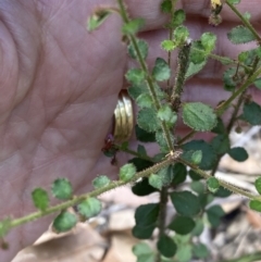 Tetratheca labillardierei at suppressed - 9 Sep 2023 12:15 PM