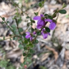 Tetratheca labillardierei at suppressed - 9 Sep 2023 12:15 PM