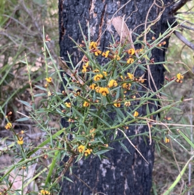 Daviesia ulicifolia subsp. ulicifolia (Gorse Bitter-pea) at Mallacoota, VIC - 9 Sep 2023 by AnneG1