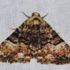 Aporoctena scierodes (Buff-tinted Geometrid) at Sheldon, QLD - 10 Aug 2007 by PJH123