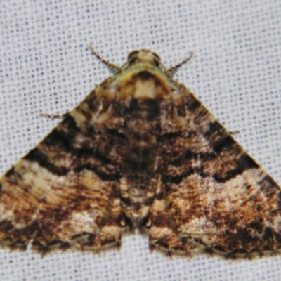 Aporoctena scierodes (Buff-tinted Geometrid) at Sheldon, QLD - 10 Aug 2007 by PJH123