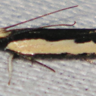 Ardozyga stratifera (Striped Ardozyga Moth) at Sheldon, QLD - 10 Aug 2007 by PJH123