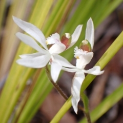 Caladenia catenata (White Fingers) at Mallacoota, VIC - 9 Sep 2023 by AnneG1