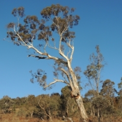 Eucalyptus melliodora (Yellow Box) at Conder, ACT - 17 Sep 2023 by michaelb