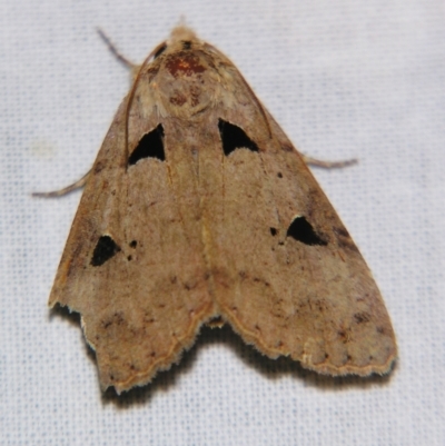 Avatha discolor (Dimorphic Statusmoth) at Sheldon, QLD - 10 Aug 2007 by PJH123