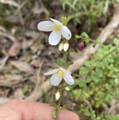 Tetratheca labillardierei (Glandular Pink-bells) at Mallacoota, VIC - 9 Sep 2023 by AnneG1