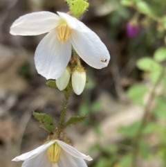 Tetratheca labillardierei at suppressed - 9 Sep 2023 12:50 PM