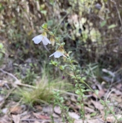 Tetratheca labillardierei at suppressed - 9 Sep 2023 12:50 PM