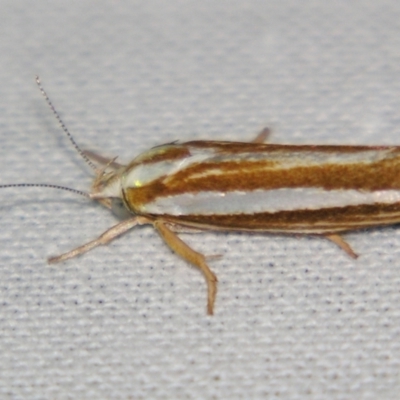 Catoryctis subparallela (Curved-horn moth) at Sheldon, QLD - 10 Aug 2007 by PJH123