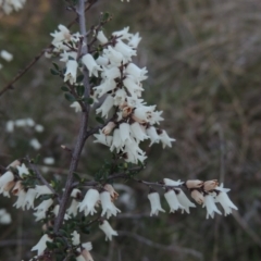 Cryptandra amara (Bitter Cryptandra) at Conder, ACT - 17 Sep 2023 by MichaelBedingfield