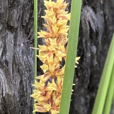 Lomandra longifolia (Spiny-headed Mat-rush, Honey Reed) at Mallacoota, VIC - 9 Sep 2023 by AnneG1