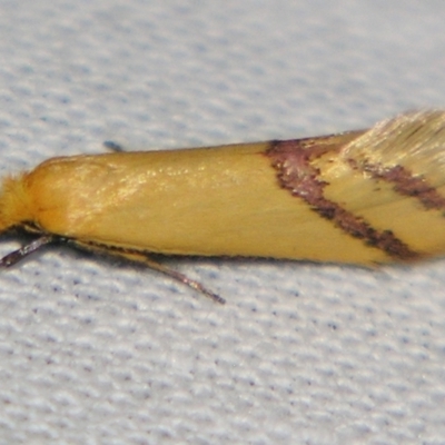 Coeranica isabella (A Concealer moth) at Sheldon, QLD - 10 Aug 2007 by PJH123