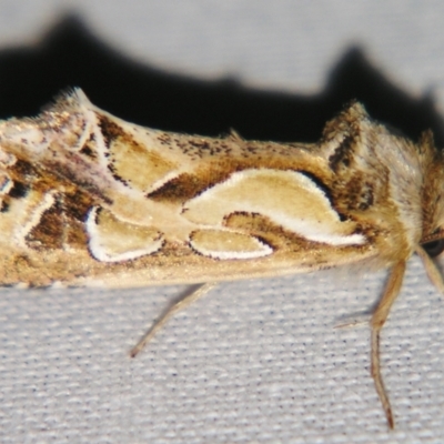 Cosmodes elegans (Green Blotched Moth) at Sheldon, QLD - 10 Aug 2007 by PJH123