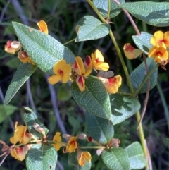 Platylobium formosum (Handsome Flat Pea) at Mallacoota, VIC - 9 Sep 2023 by AnneG1