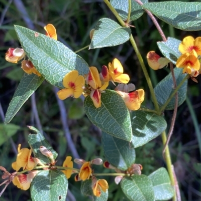 Platylobium formosum (Handsome Flat Pea) at Mallacoota, VIC - 9 Sep 2023 by AnneG1