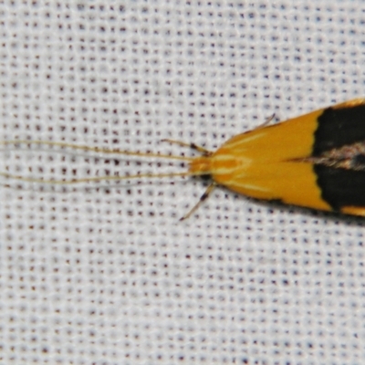 Crocanthes micradelpha (A longhorned moth) at Sheldon, QLD - 10 Aug 2007 by PJH123