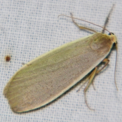 Eilema plana (Little White Lichen Moth) at Sheldon, QLD - 10 Aug 2007 by PJH123