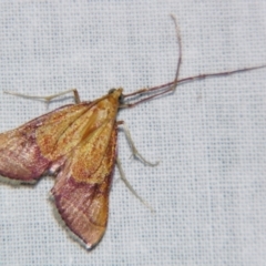 Endotricha pyrosalis (A Pyralid moth) at Sheldon, QLD - 10 Aug 2007 by PJH123