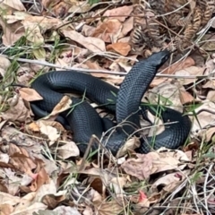 Pseudechis porphyriacus (Red-bellied Black Snake) at Mallacoota, VIC - 11 Sep 2023 by AnneG1