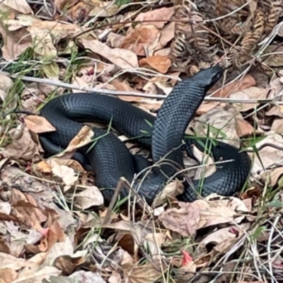 Unidentified Snake at Mallacoota, VIC - 11 Sep 2023 by AnneG1