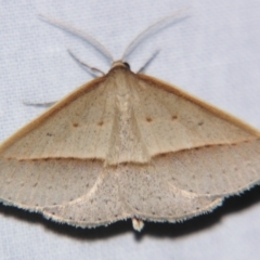 Epidesmia tryxaria (Neat Epidesmia) at Sheldon, QLD - 10 Aug 2007 by PJH123