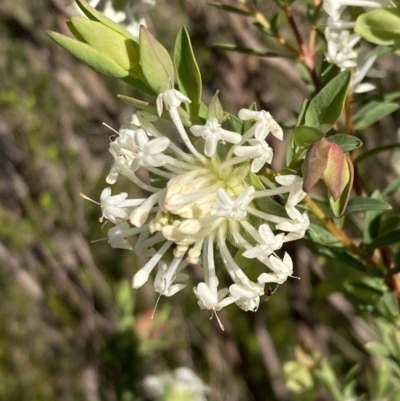 Pimelea linifolia (Slender Rice Flower) at Beechworth, VIC - 1 Sep 2023 by AnneG1