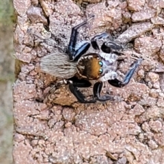 Maratus griseus (Jumping spider) at Lyneham, ACT - 19 Sep 2023 by trevorpreston