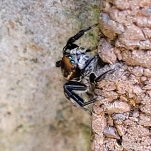 Maratus griseus at Lyneham, ACT - 19 Sep 2023 11:58 AM