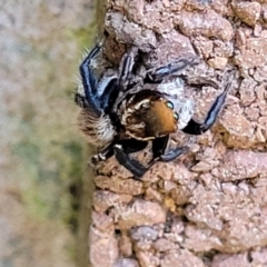 Maratus griseus at Lyneham, ACT - 19 Sep 2023 11:58 AM