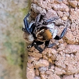 Maratus griseus at Lyneham, ACT - 19 Sep 2023