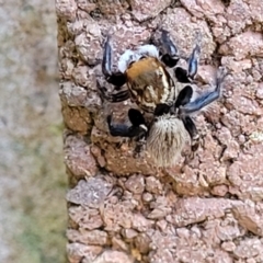 Maratus griseus at Lyneham, ACT - 19 Sep 2023 11:58 AM