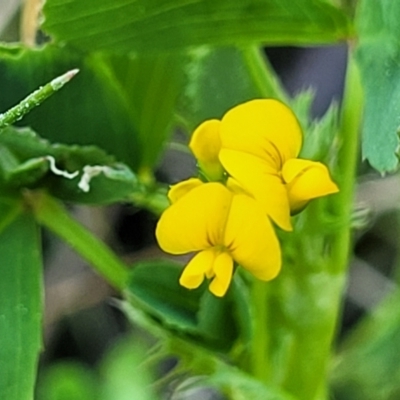 Medicago polymorpha (Burr Medic) at Banksia Street Wetland Corridor - 19 Sep 2023 by trevorpreston