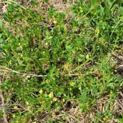 Medicago polymorpha at O'Connor, ACT - 19 Sep 2023