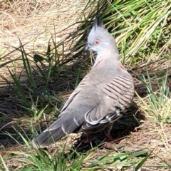 Ocyphaps lophotes (Crested Pigeon) at Banksia Street Wetland Corridor - 19 Sep 2023 by trevorpreston