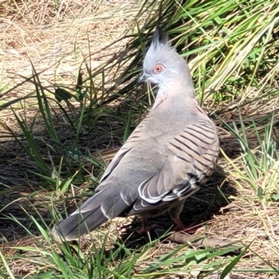 Ocyphaps lophotes (Crested Pigeon) at O'Connor, ACT - 19 Sep 2023 by trevorpreston